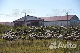 Стадо баронов 5 тысяч голов