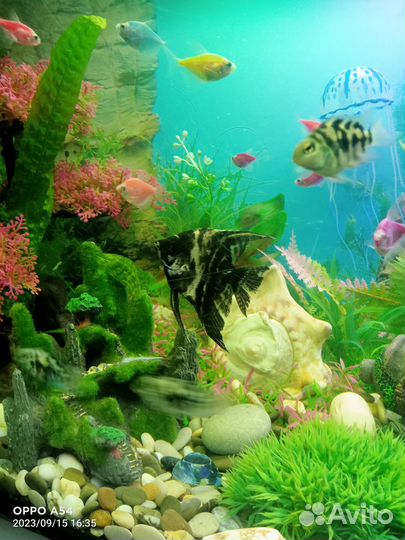 Скалярия чёрный мрамор