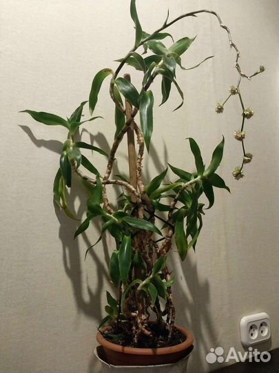 Золотой ус. Растение