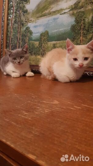Котятки в добрые руки