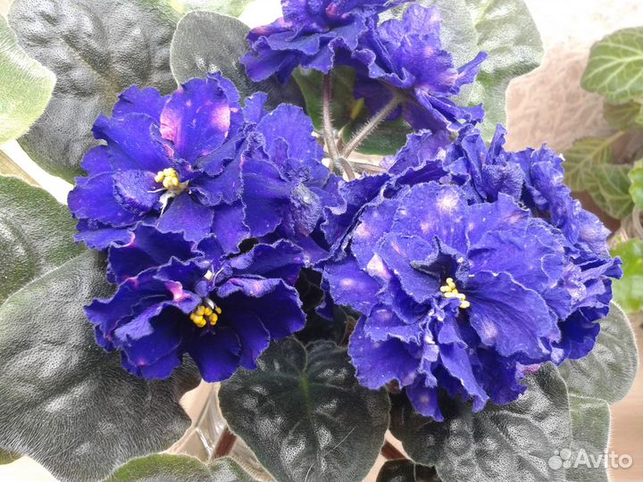 Фиалки (срез)стандарты,мини,полумини,трейлеры