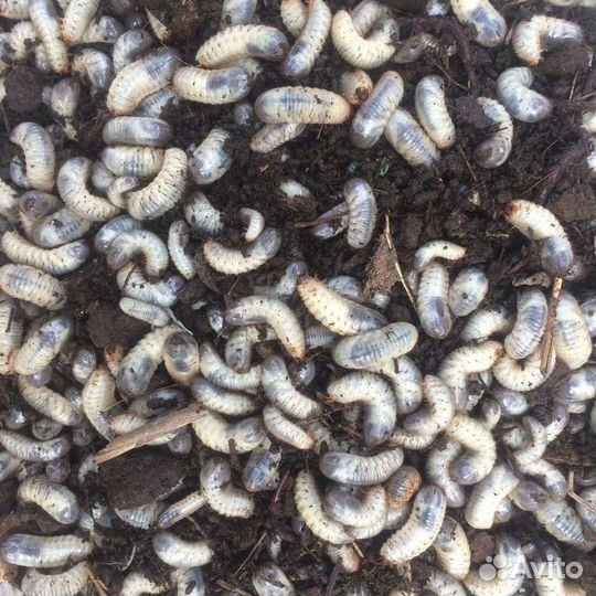 Наживки:Пиявки,Лягушата,Выползки,Саранча,Черви