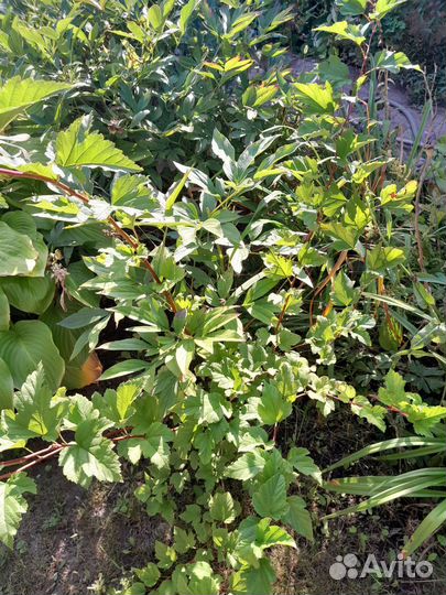 Бронь Пузыреплодник молодые кустики, отростки