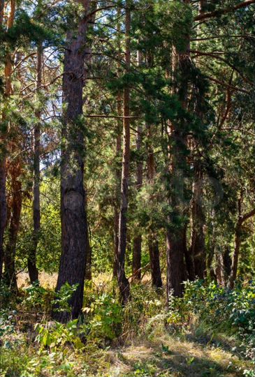 Участок 4 сот. (ИЖС)