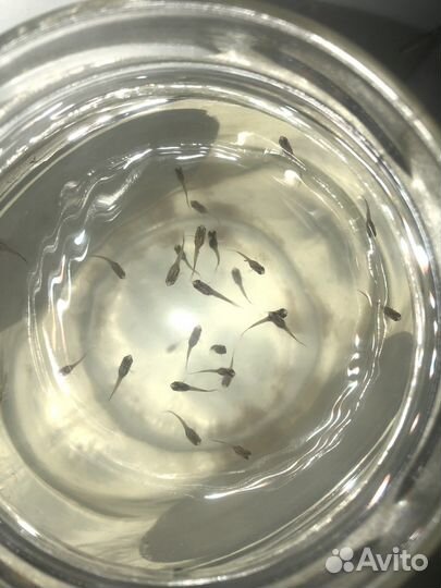 Мальки гуппи