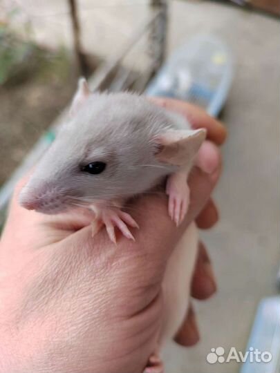 Крысята дамбо