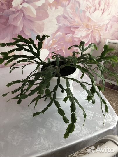 Комнатный цветок. Декабрист