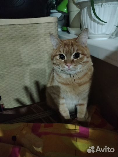 Шотландский кот