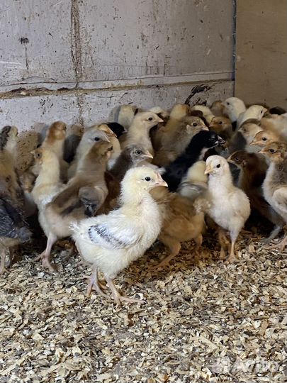 Цыплята