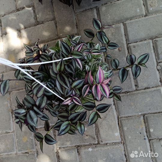 Кашпо традескация, плектрантус,аптения,оттона