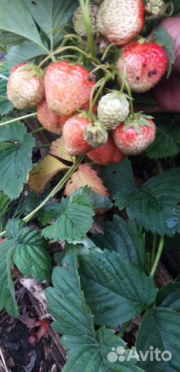 Рассада клубники