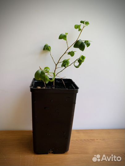 Фикус барок кудрявый