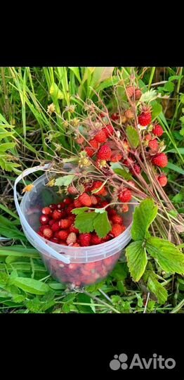 Ремонтантная земляника(усы)
