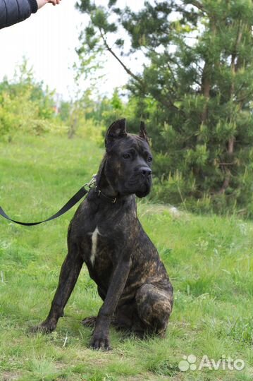 Кане Корсо мальчик