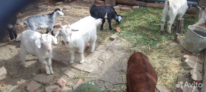 С.х козлята