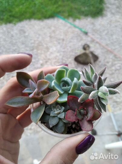 Суккуленты