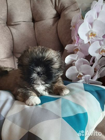 Шитцу мальчики