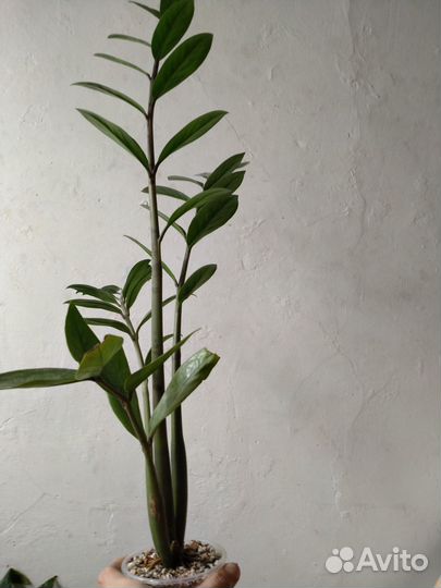 Замиокулькас, комнатные растения