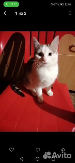 Котята в добрые руки бесплатно