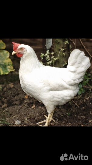 Куры несушки