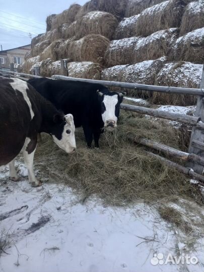 Корова стельная дойная
