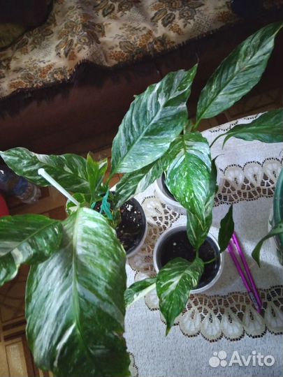 Спатифиллум