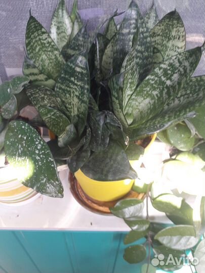 Сансевиерия