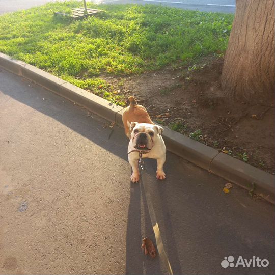 Собаки бесплатно