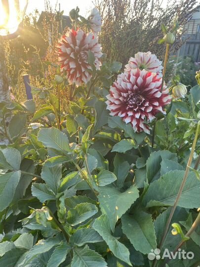 Георгины клубни