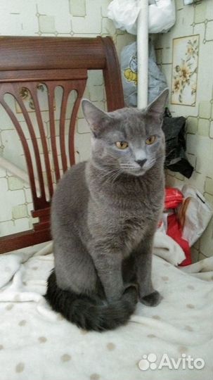 Вязка кот, мальчик ищет невесту