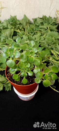 Дерево любви