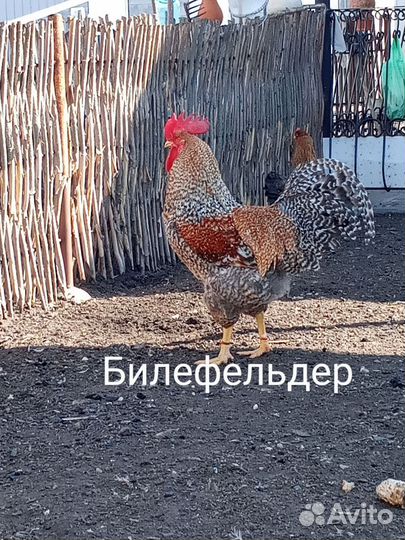 Породистая птица, Цыплята