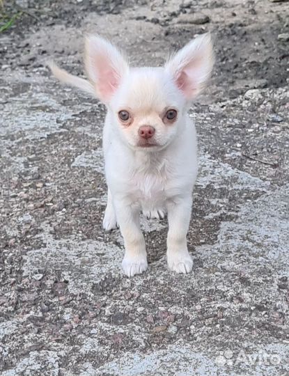 Мальчик крем дл/ш