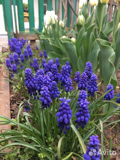 Луковицы мускариков