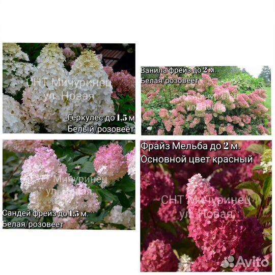 Метельчатые гортензии