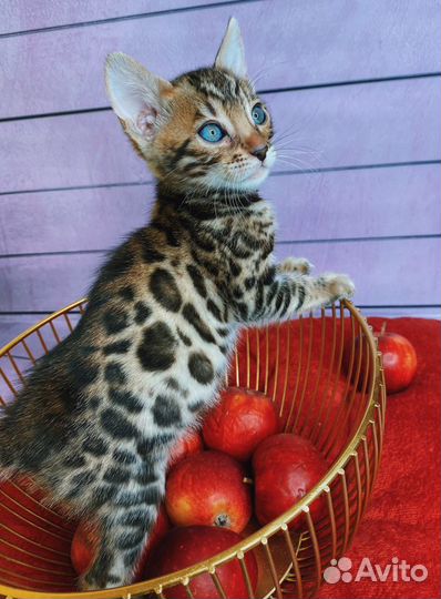 Бенгальские котята элитных кровей