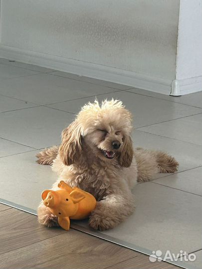 Передержка собак / зоогостиница Москва