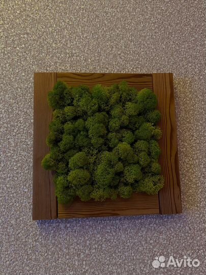 Картина из мха