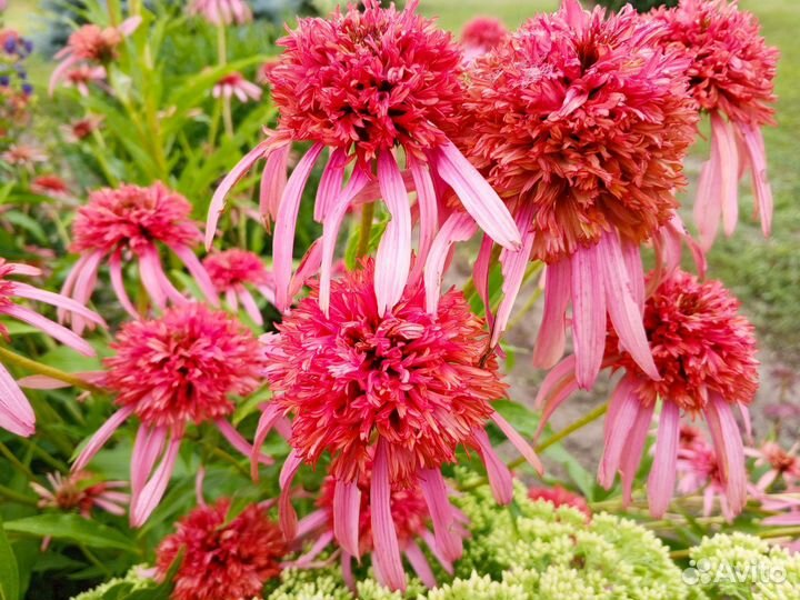 Эхинацея махровая сортовая