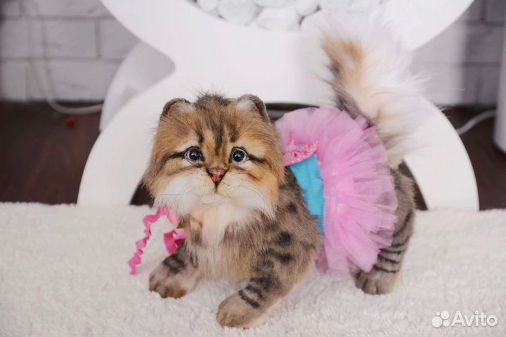 Красивая кошечка