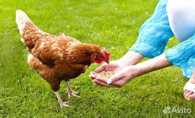 Комбикорм для бройлеров пк-6