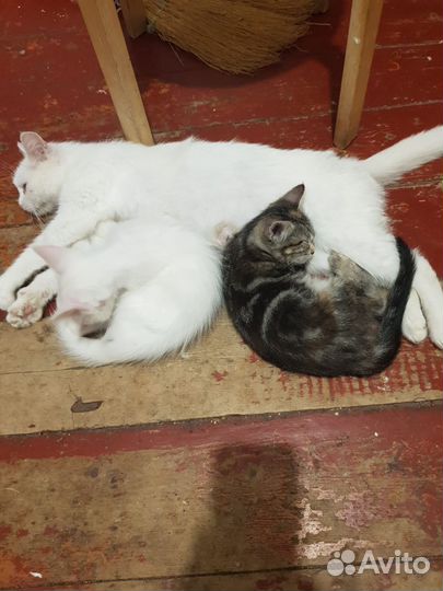 Котята турецкой ангоры