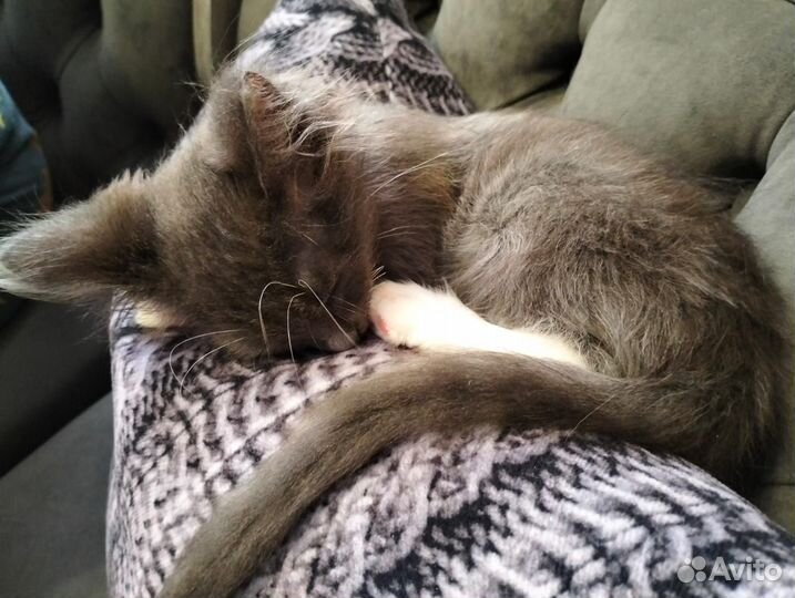 Ласковый пушистик