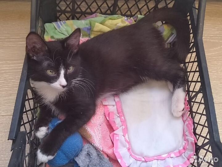 Котенок 3 месяца