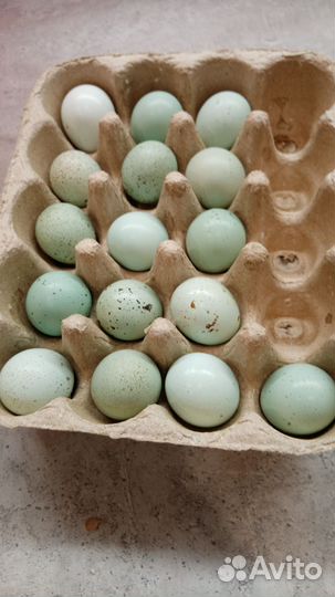 Инкубационное яйцо перепелов селадоны