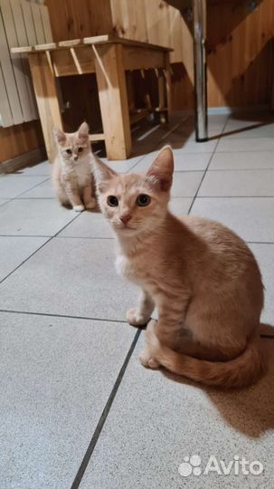 Котята в добрые руки бесплатно