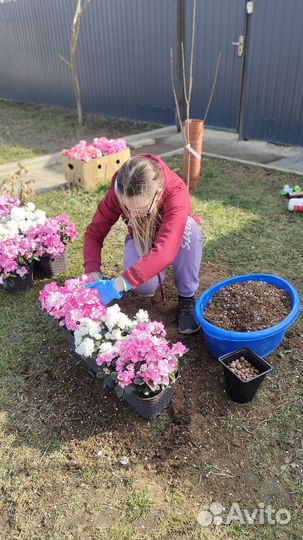 Посадка цветов