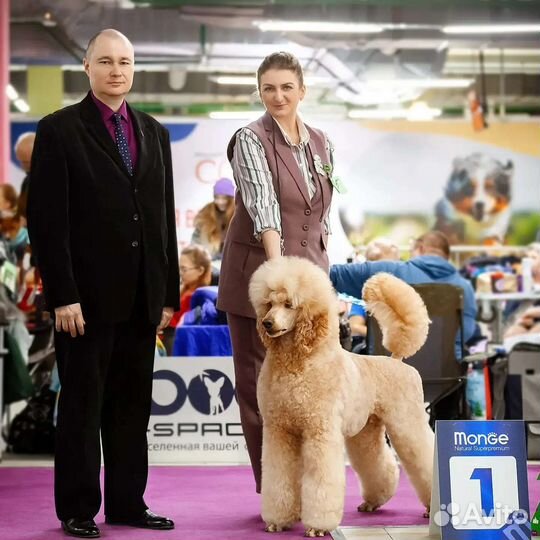 Королевский Пудель вязка