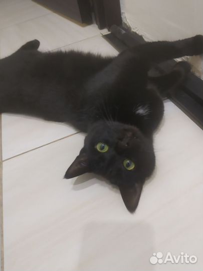 Кошка в дар