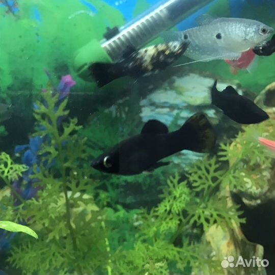 Моллинезия